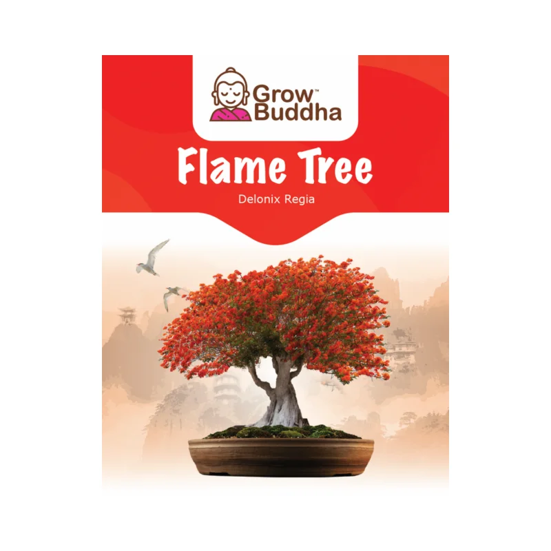 Heier Verkauf Grohandel Flammenbaum-Bonsai-Paket zum Pflanzen