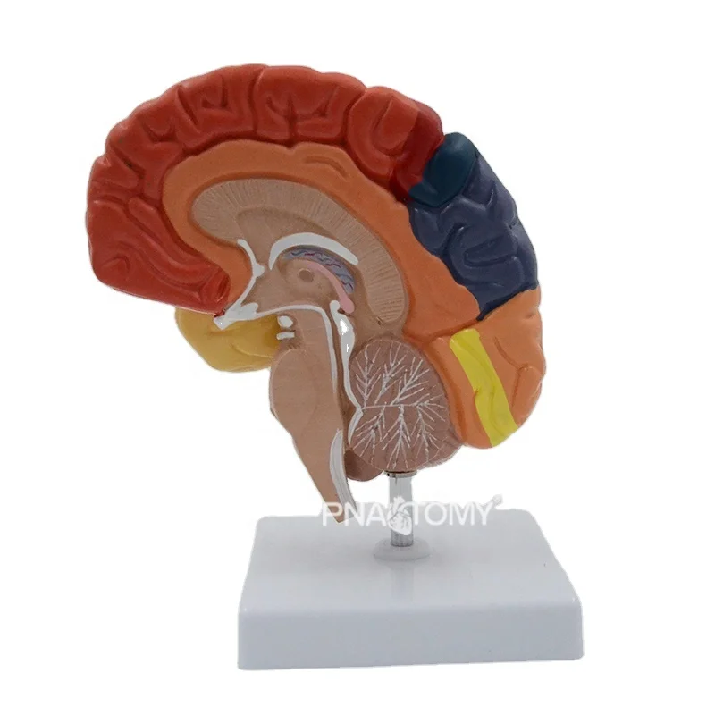 Цветной правый Брайан модель человеческая анатомическая модель медицинское оборудование обучающее оборудование Учебные ресурсы функциональный Брайан