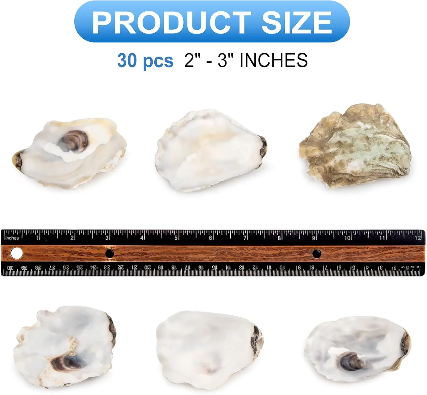 30pcs Oyster Shells with Pearl - Eco-Friendly Crafts DIY