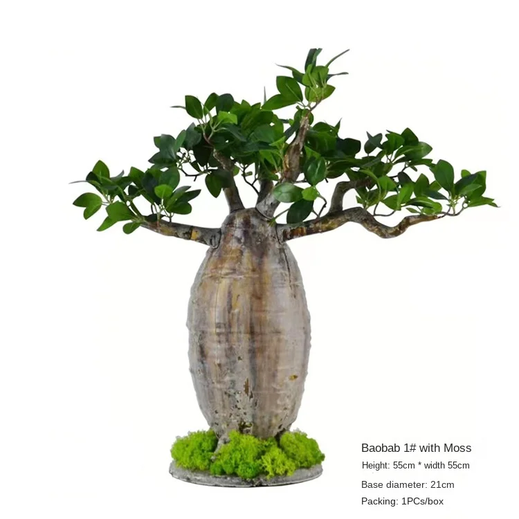 caring for an dracaena surculosa Dracaena Surculosa Florida Beauty | organically grown tropical plants main image 0