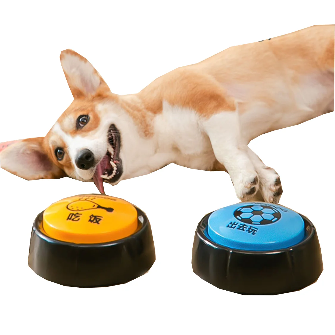 dog training supplies