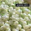 Jasmine