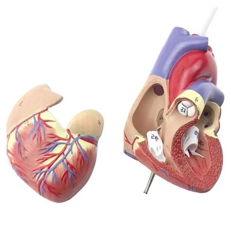 Анатомическая модель для обучения анатомии человеческого сердца медицинская наука внутренности медицинского органа Учебные ресурсы с подставкой из