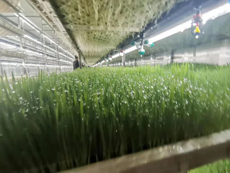barley grass 3.jpg
