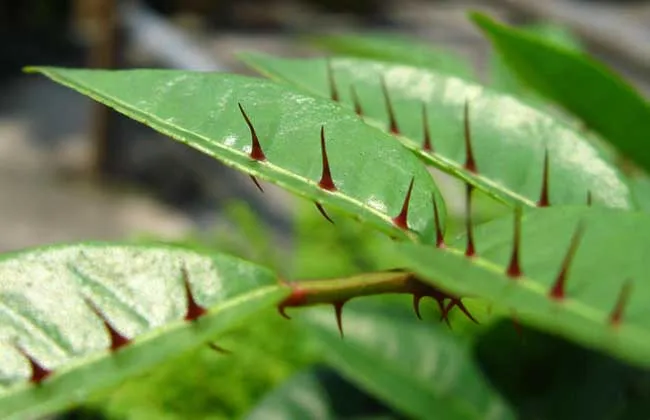 Pure Natural Zanthoxylum Nitidum Extract 10:1 Radix Zanthoxyli Extract