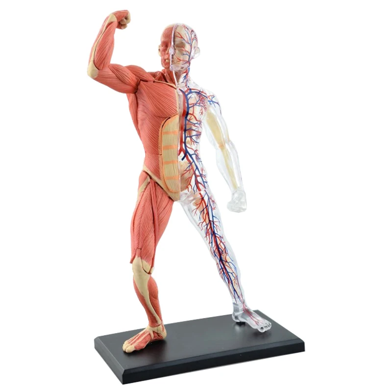 4D Master Puzzle Human Muscle Model 46parts Assembled Human Anatomy Model Toy