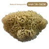 H16N Natural Honeycomb 14-16cm