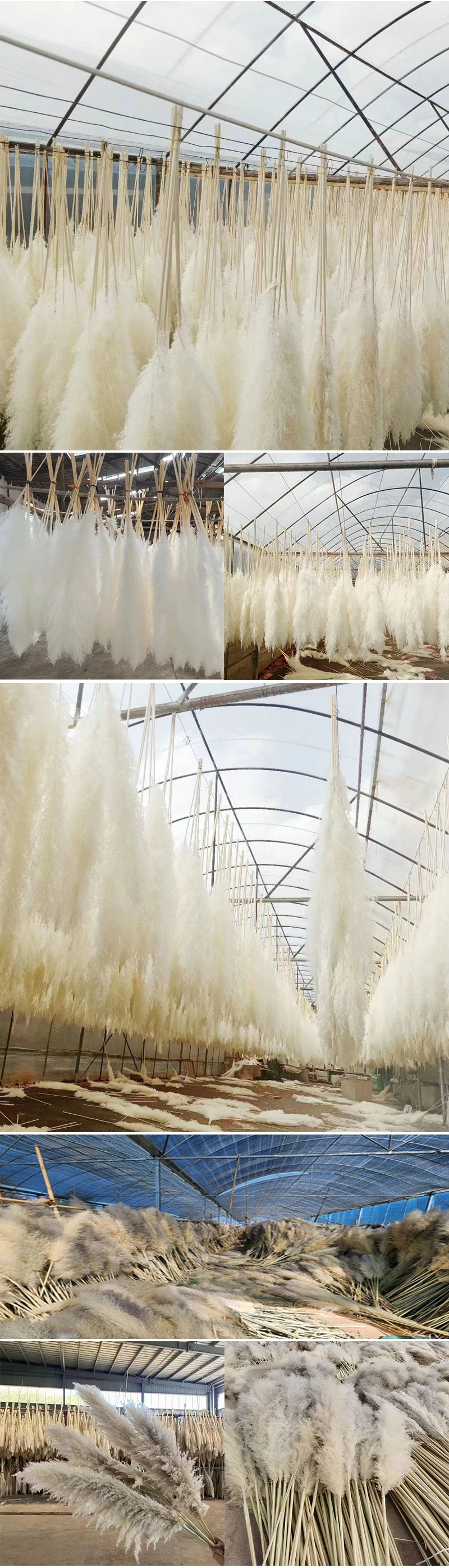 Boho Pampass Grass Bouquet Natural Dried Flower Branch Multicolor Fluffy Pampas Grass Decor Wedding Home Decoration Flowers manufacture