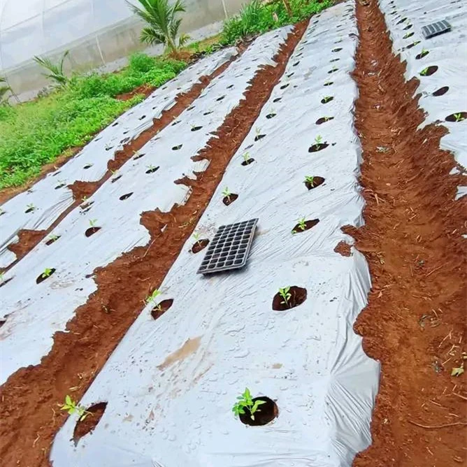 Anti Grass Cloth Hole Film Degradable Mulch Paper Roll Biodegradable Perforated Mulching Film Agricultural Plastic