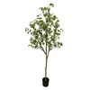 Eucalyptus tree for export, 1.5M