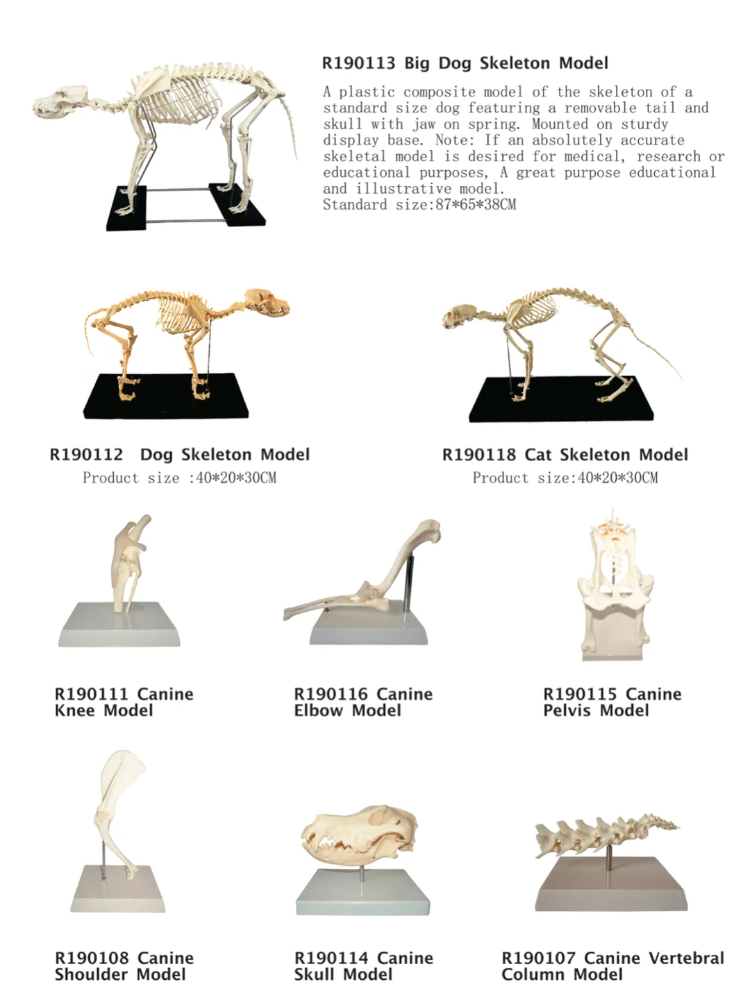feline skeleton