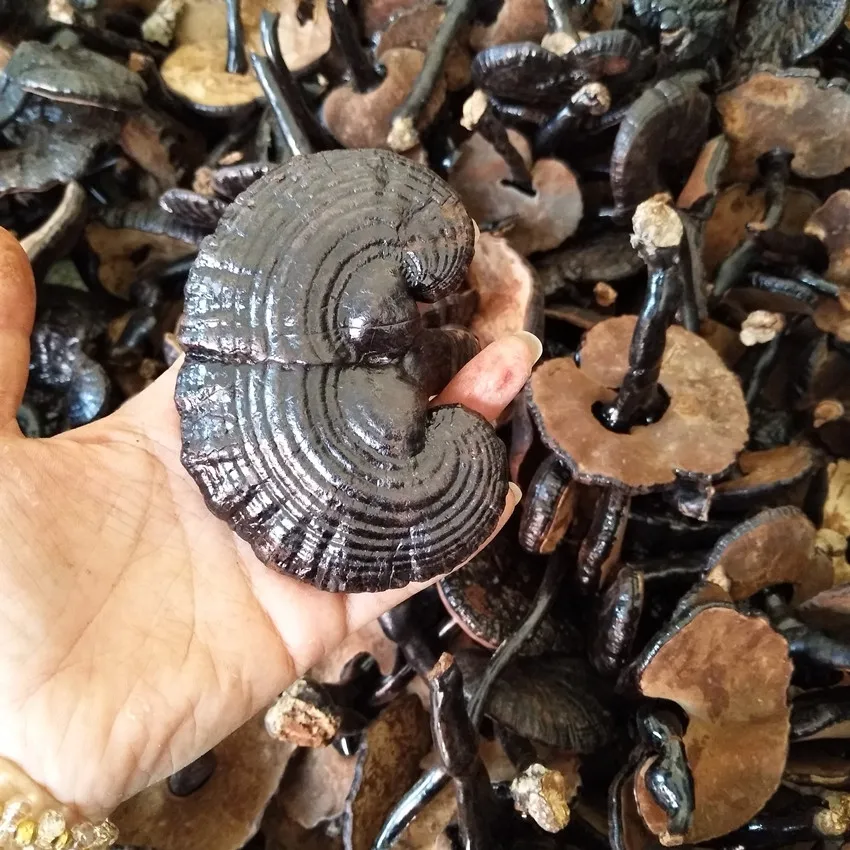人気沸騰中！天然乾燥黒霊芝（霊芝茸）100%天然販売中| Alibaba.com