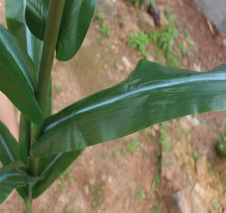 Factory Direct Sales Artificial Crops/natural Appearance Decoration