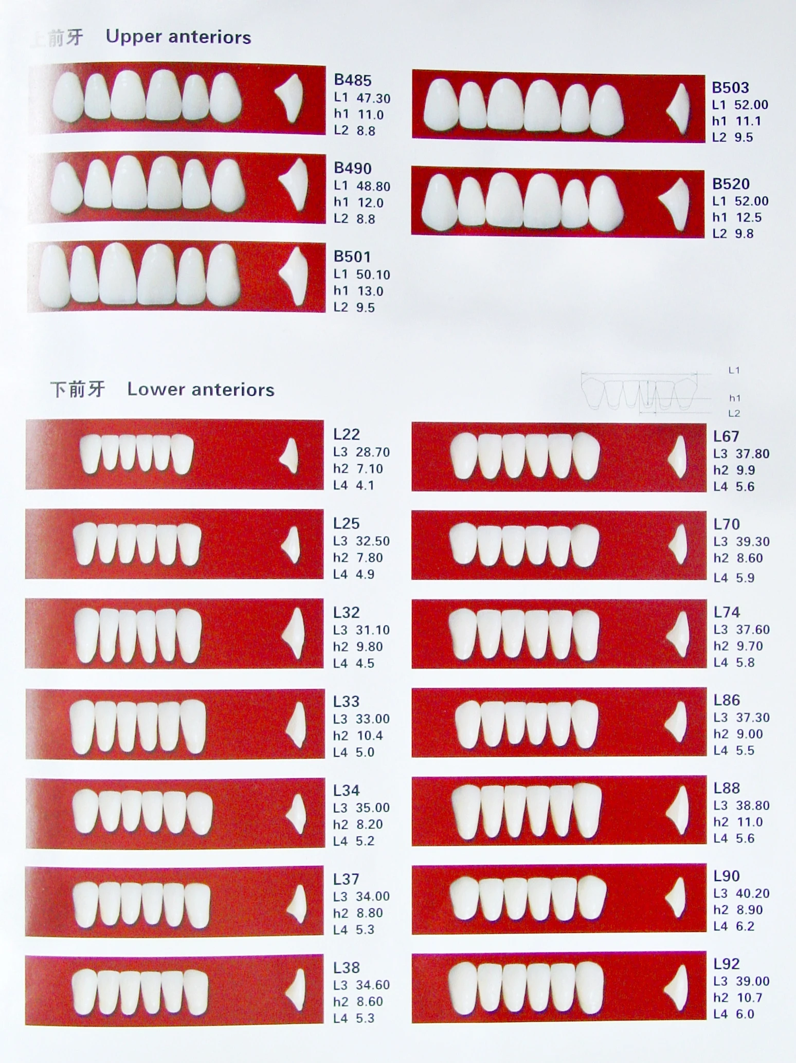 Dental  3- ply Teeth False Teeth Acrylic Resin Teeth manufacture