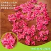 135 tiras de flor de cerezo en rojo rosado.