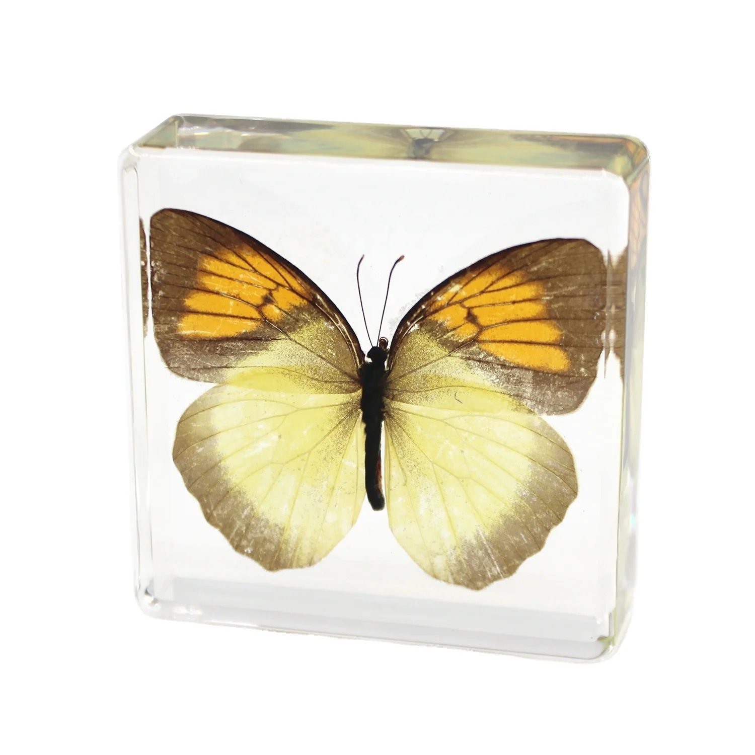 Обучающие ресурсы пресс-папье бабочки таксидермия настоящая бабочка инструменты для дошкольного