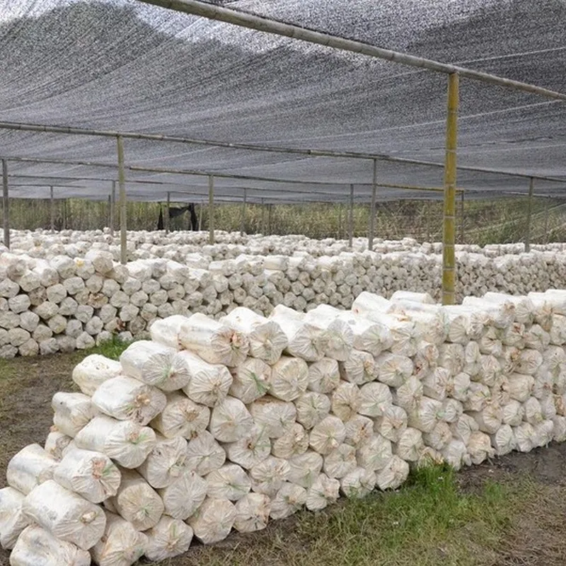 suplemento chaga mushroom powder sample available placed in cool