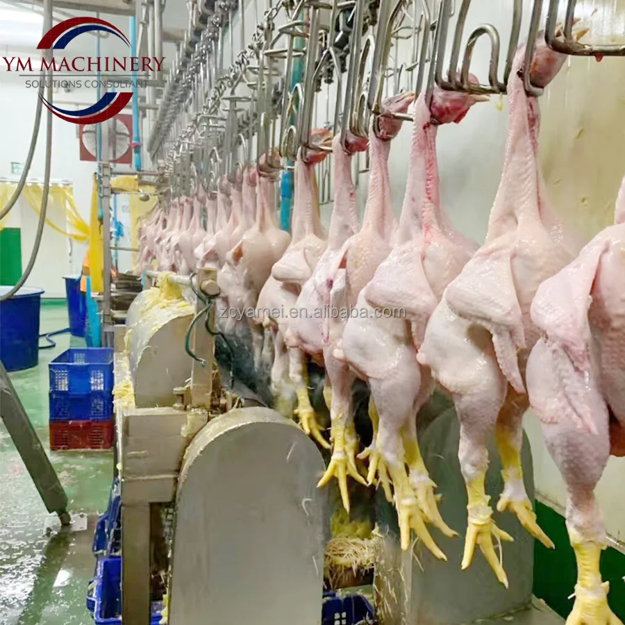 Herramienta De Dislocación Cervical Para Aves Pequeñas – Codornices – Proceso De Sacrificio Rápido (POMPOP)