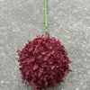 Grosses bulbes d'oignon rouge, lueur vespérale.