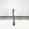 85cm