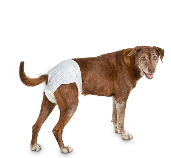 dog sanitary napkins