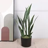 5 groups of snake plants - green, 58cm