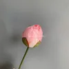 Lotus buds 3