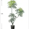 Peacock Wood 1.6m [Luxury Edition] Black Original Pot