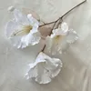 Kapok blanc, 3 têtes