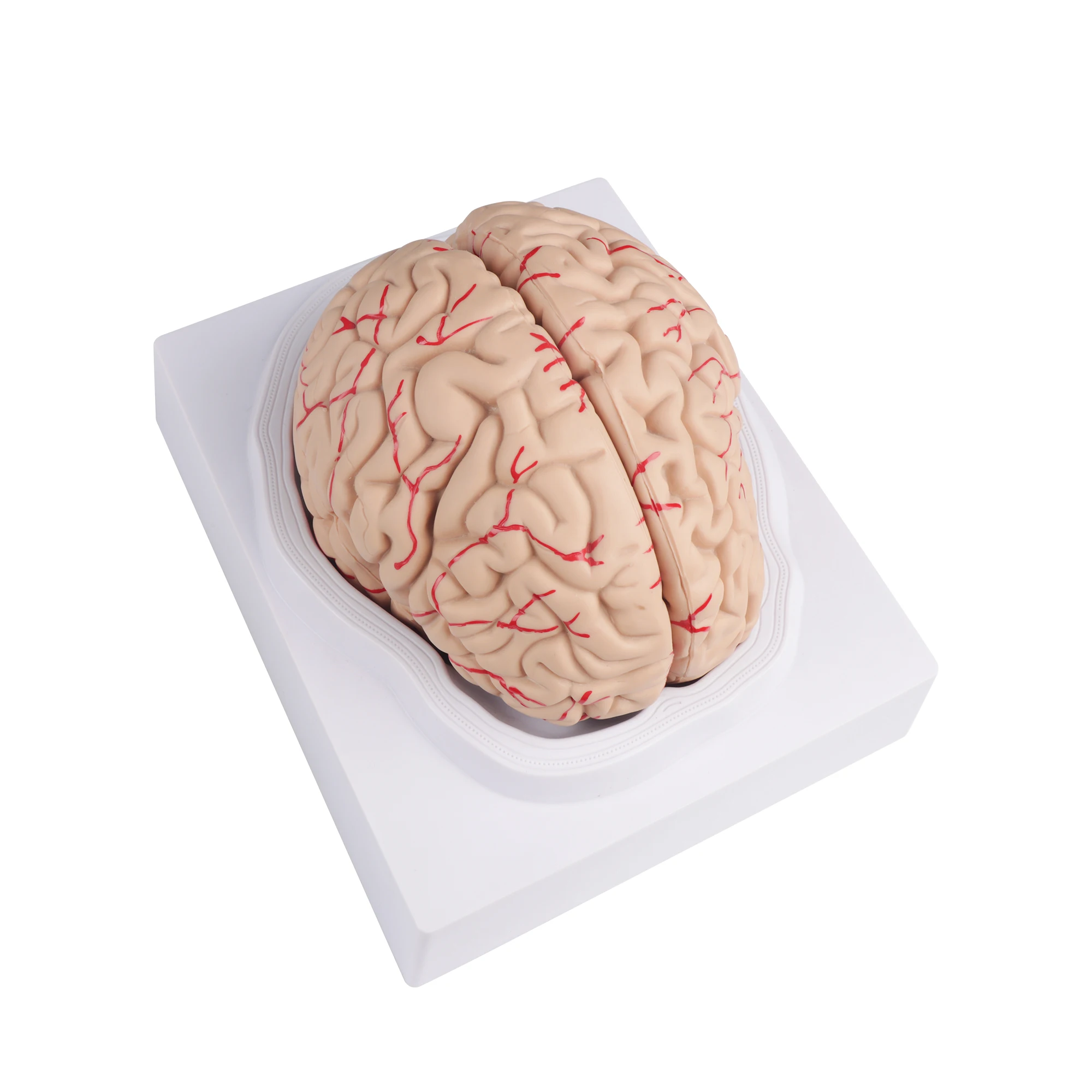 Human Brain Anatomy Model With Brain Function Area & Artery Structure PVC Plastic Color Classification Including Cranial Nerves