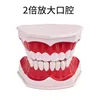 2x การตรึงฟันทั้งปาก