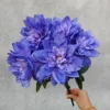 Viola