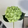 เอลซ่า ไฮเดรนเยีย