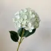 Blanco-verde