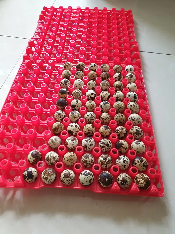 Plastic Quail Egg Cartons Crate Plastic Tray Price - Buy Egg Tray,Quail