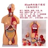 Torso hermafrodita de 85 cm con 23 piezas desmontables.