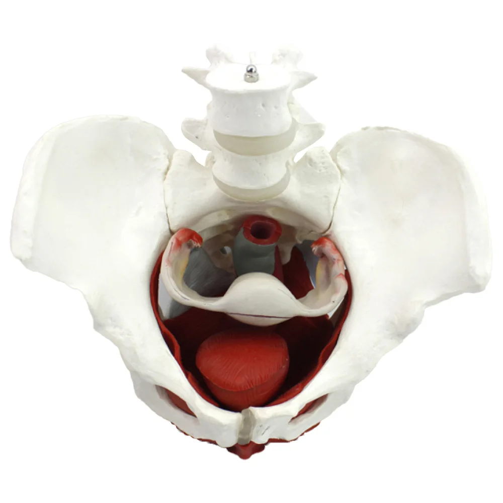 Female Perineum Model 4.jpg