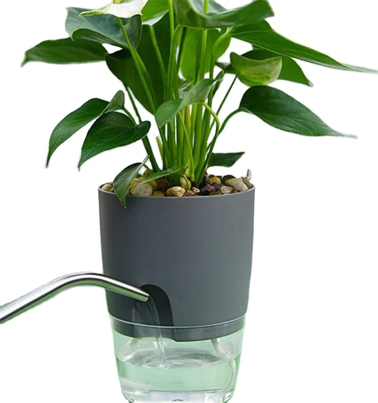Potos o Pothos (Epipremnum aureum): Coltivazione, Cura, Curiosità