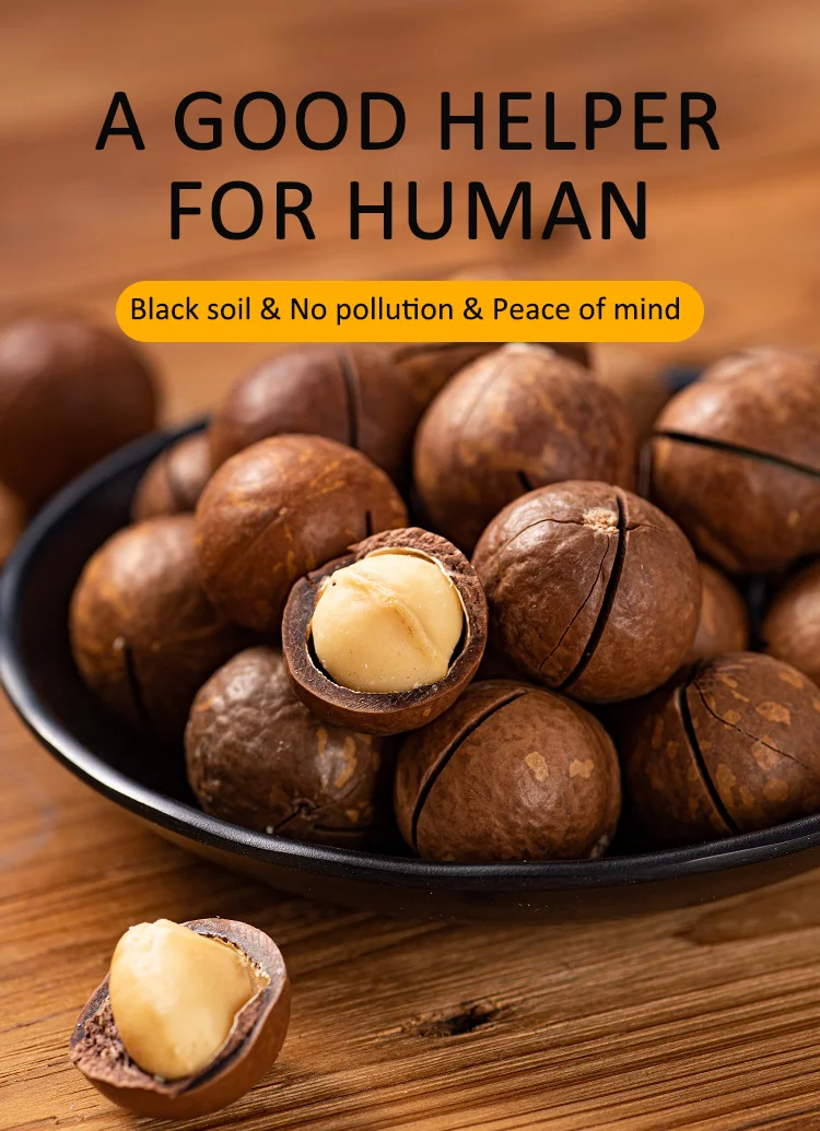健康丰富的营养价值美味全果仁坚果 - buy macadamia nuts,healthy