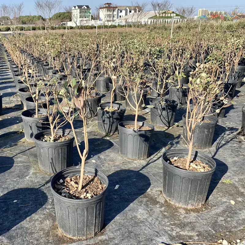 POTS D'ARBRES DE Pépinière En Plastique Profond 20 Pièces 7 8 Conteneurs De P EUR 27,93