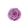 Spring Flower