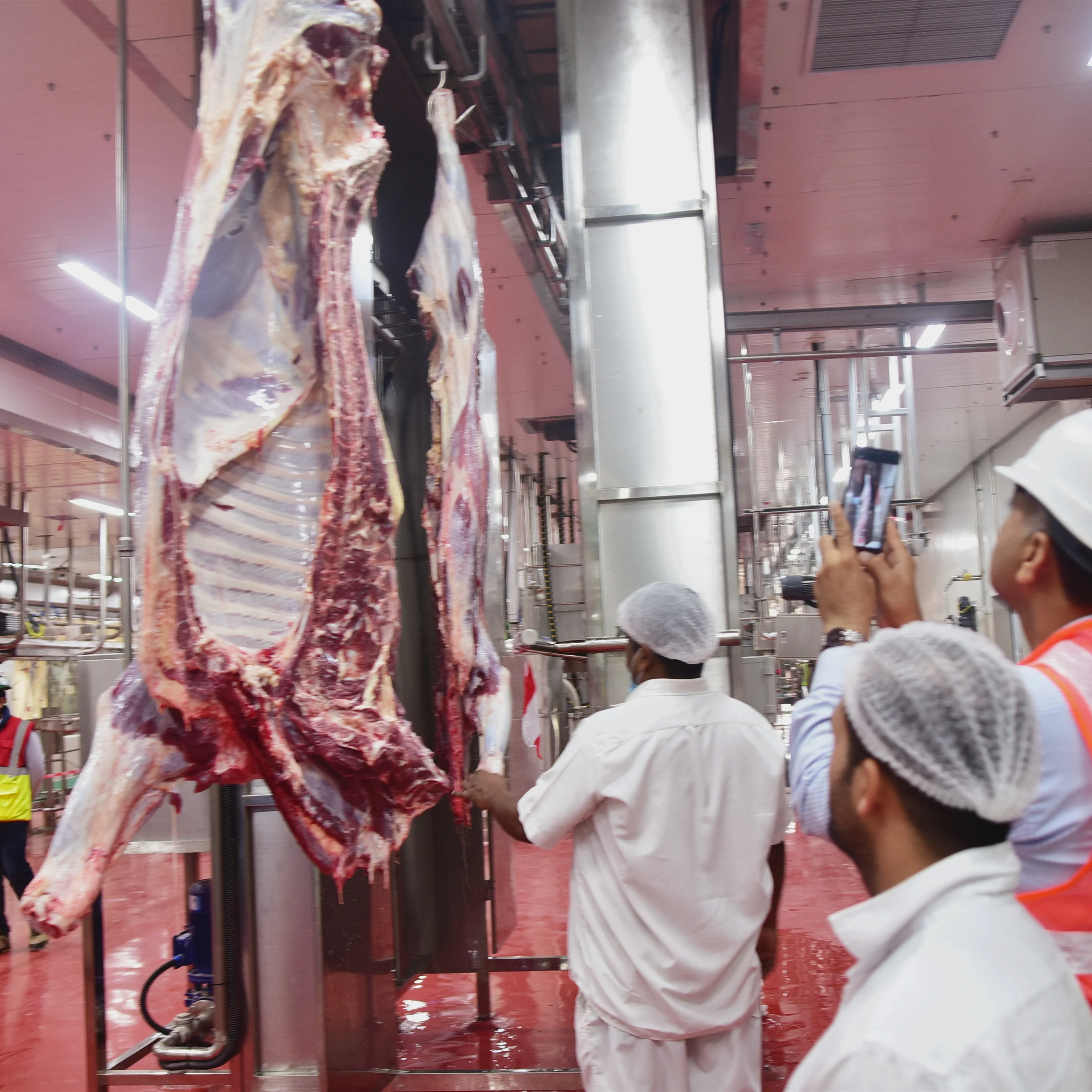 Easy-to-operate open chest saw for cattle slaughterhouses