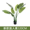Travelers palm 120cm