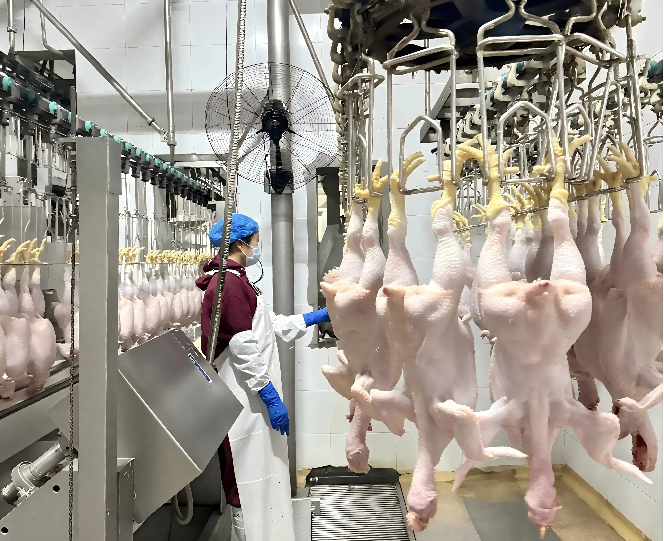 Auto Halal Poultry Slaughter Machine - 500-3000 Birds/hour