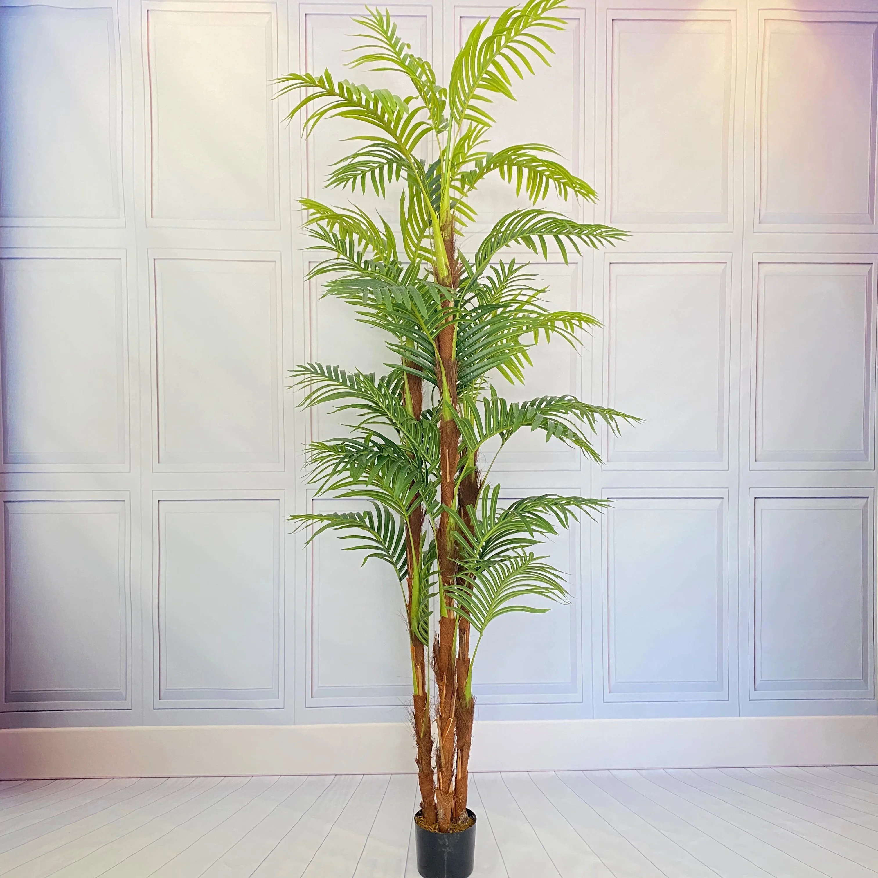 magenta dracaena plant Dracaena marginata 8in Magenta in Decorative Pot – Cornell Farm main image 1