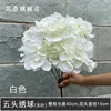 White 5-headed hydrangea without leaves