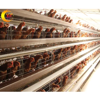 Kenya Poultry Farm House Poultry Cage Battery Cage Layer Chicken Cages with Egg Collection System