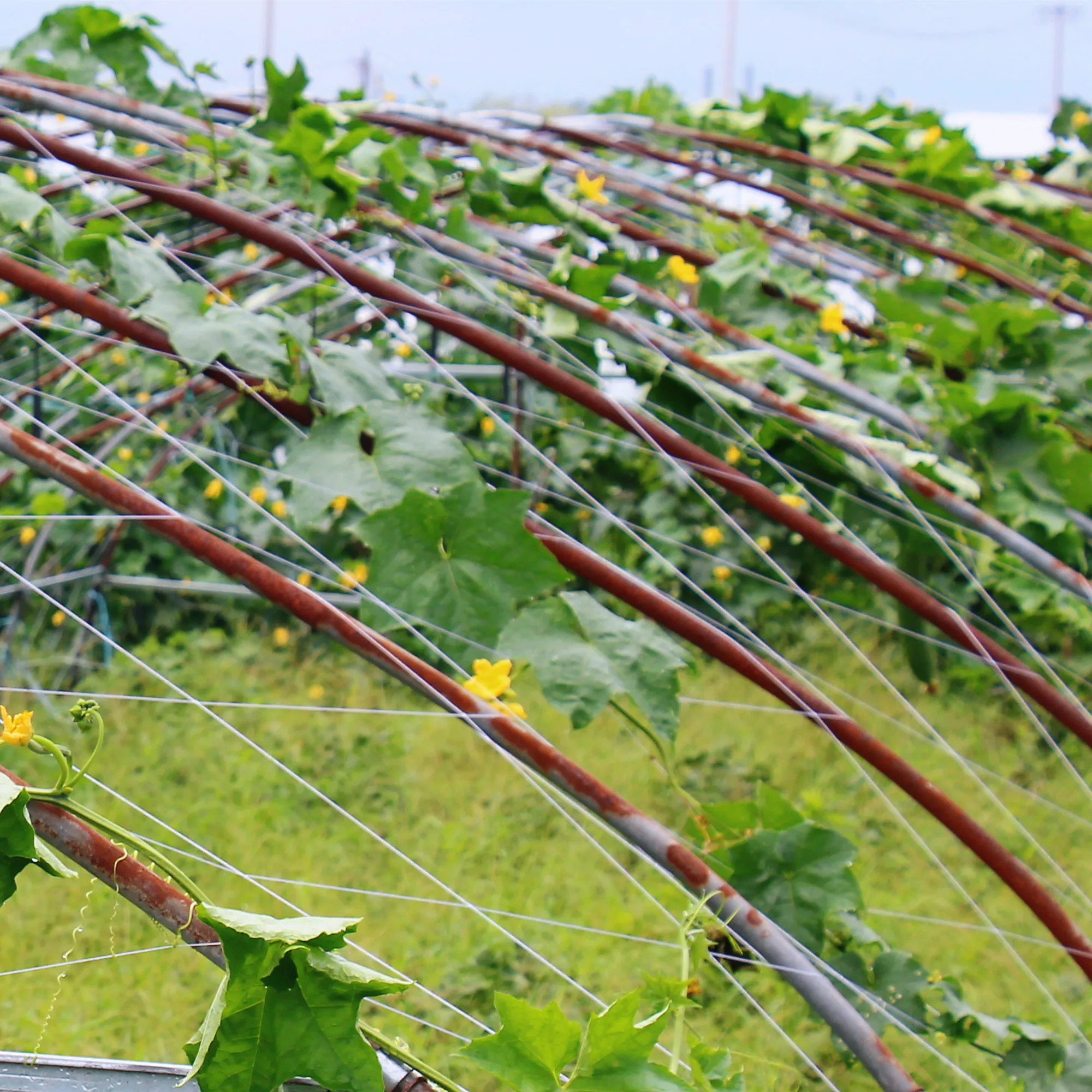 Plastic Hdpe White Green Agriculture Climbing Net Trellis Support ...