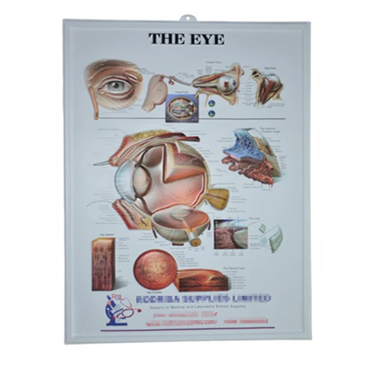Human Eye Anatomy Chart: Science Prints: : Industrial