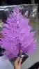 light purple
